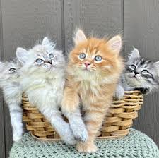 Purrfect Allergy Friendly